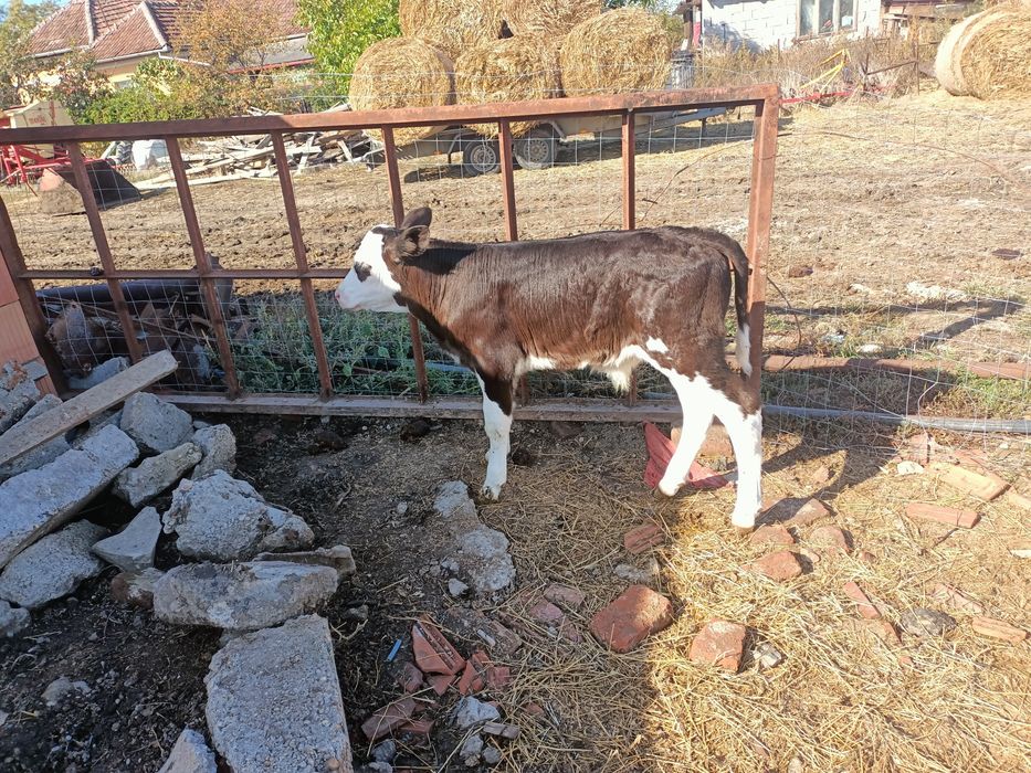 Tăuraș și vițea de vînzare