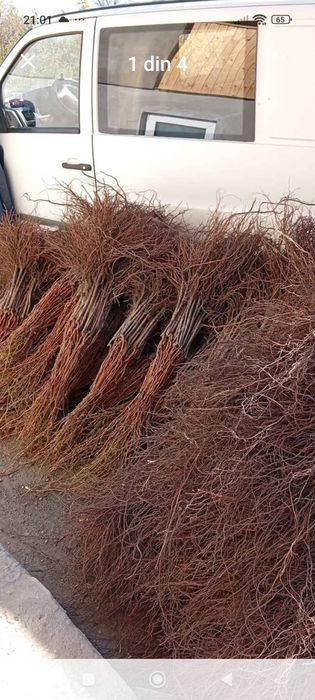 Butașii vita de vie