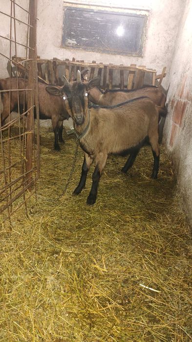 Iada de vânzare de 9 luni