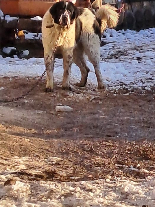Vand caine  ciobanesc de Bucovina