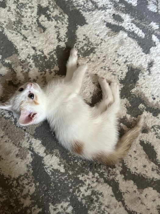 Котёнок(мальчик)ищет любящую семью
