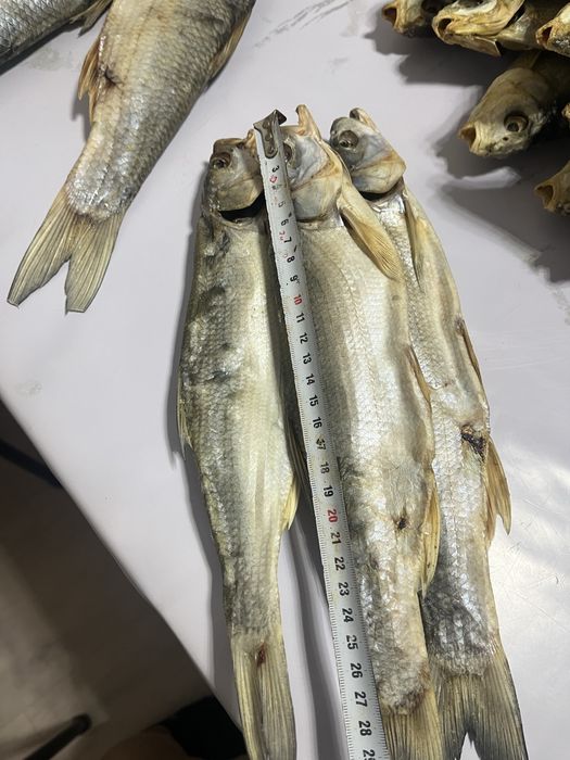 Кепкен балык сатамын