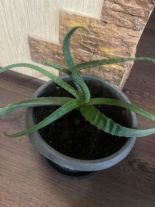 Комнатные цветы.