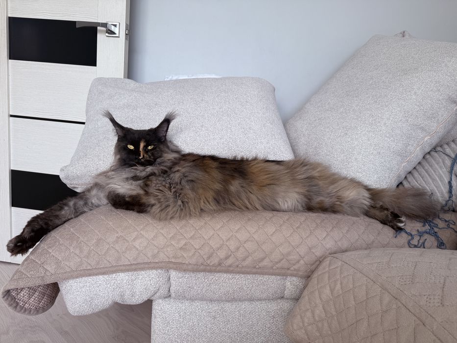 Кошка Мейн Кун СРОЧНО