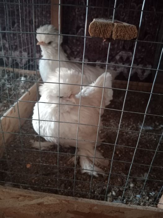 Корейский японлар сотилади