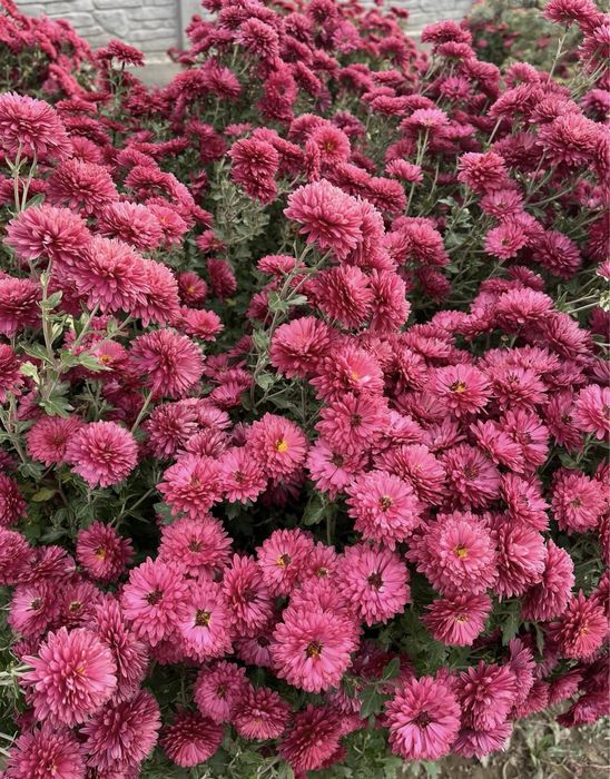 Хризантемы уличные