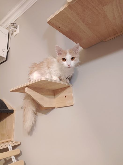 В добрые руки. Срочно!