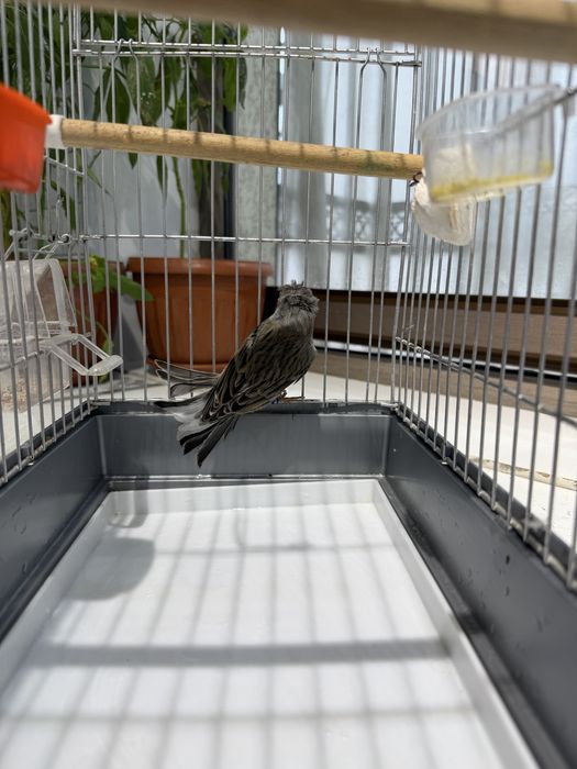 Kanareyka Nar sotiladi