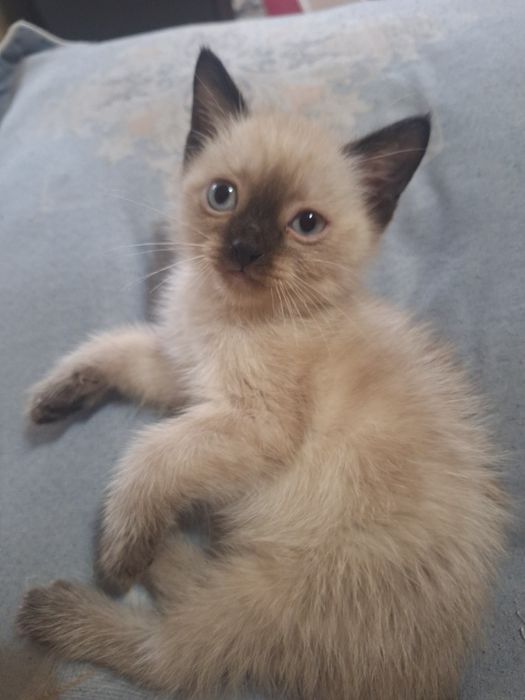 Сиямиский мушукчалар сотилади