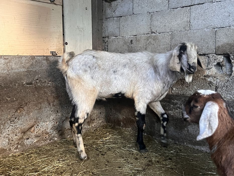 Capra si tap anglonubian