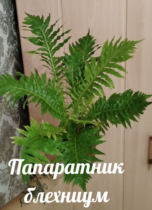 Продам красивые комнатные растения