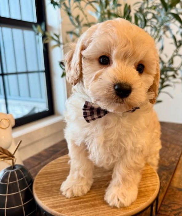 Bichon maltez băiețel