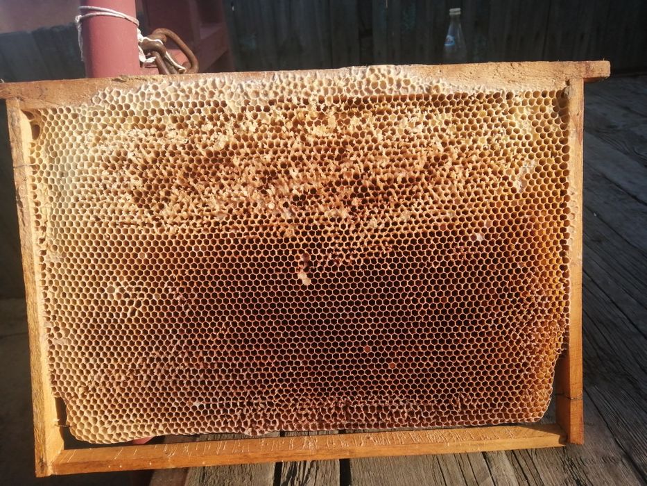 Сушь (рамки для пчел)