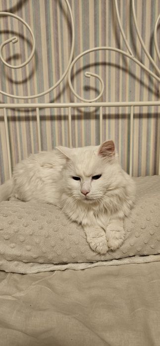 Котоняня с зоопсихологическим подходом