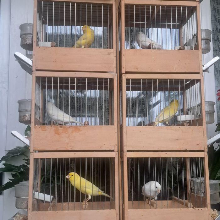 Vând canari slavujari 2025