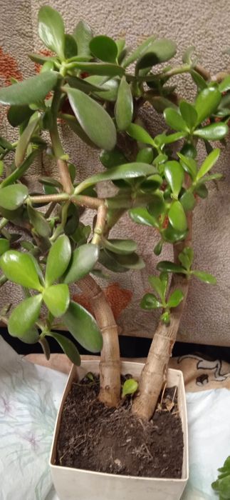 Комнатные растения