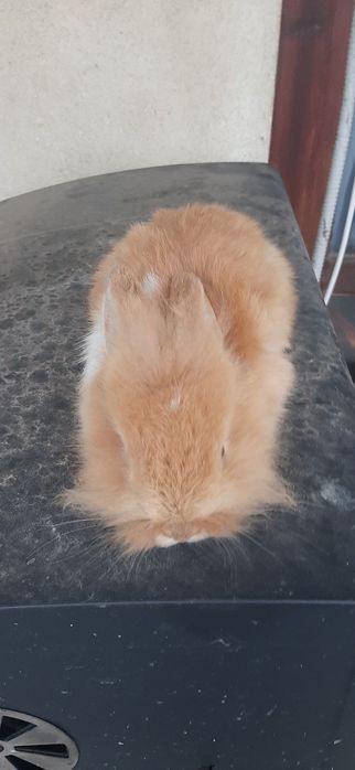 Декоративни зайчета