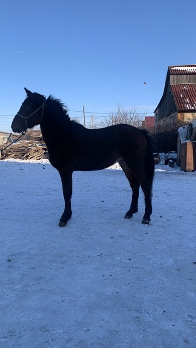 Полукровка құнан сатылады