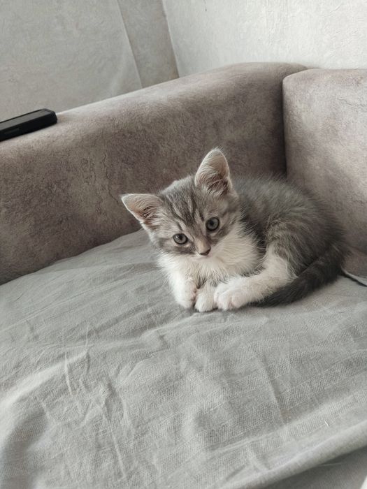 Отдам в добрые руки