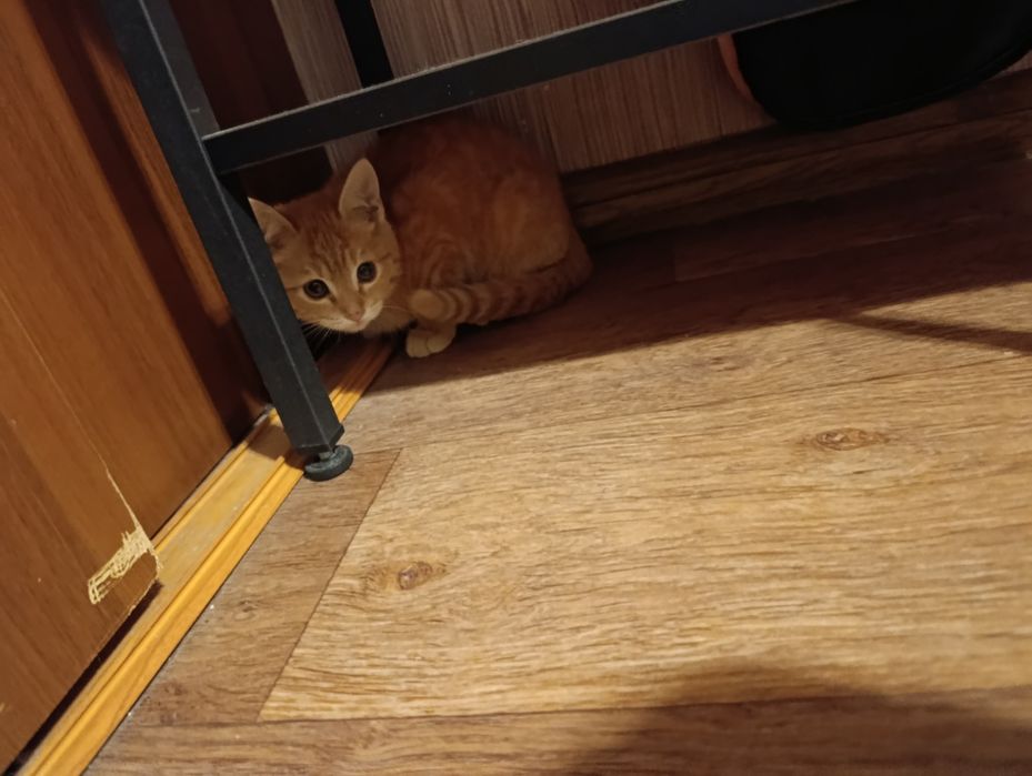 Отдам котенка, бесплатно