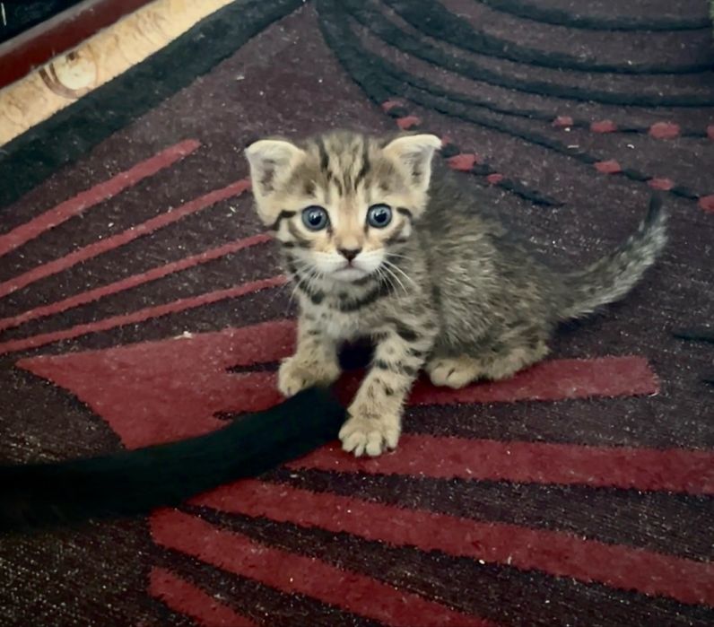 Породистые котята