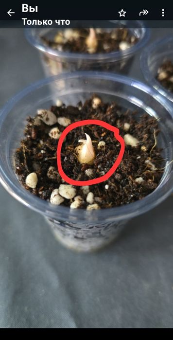 Алоказия "Веном"