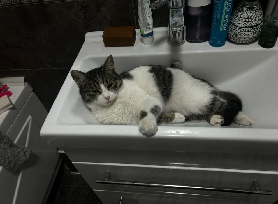 Отдадим кошку в добрые руки