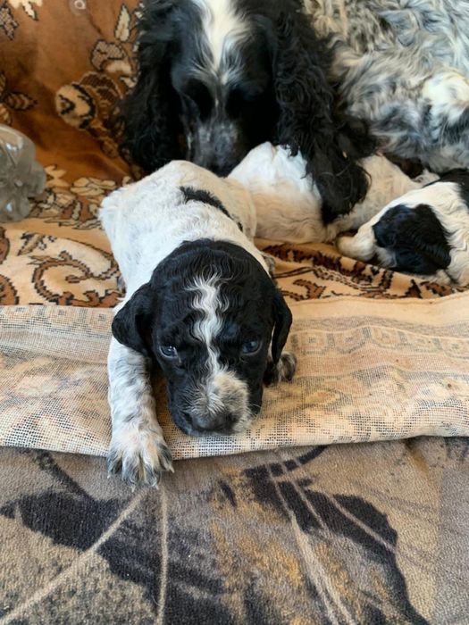 Продам щенят спаниеля