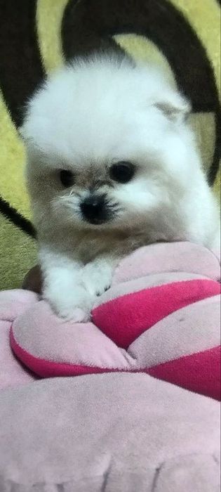 Продаётся мини померанский шпиц