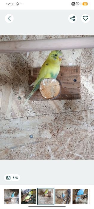 Vand Papagali Perusi