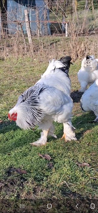 Ouă incubat brahma herminat deschis