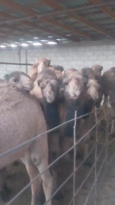 Шұбат Шубат Қымран Шүбат 100%таза Түйе сүті Натуральный Тегін жеткізу