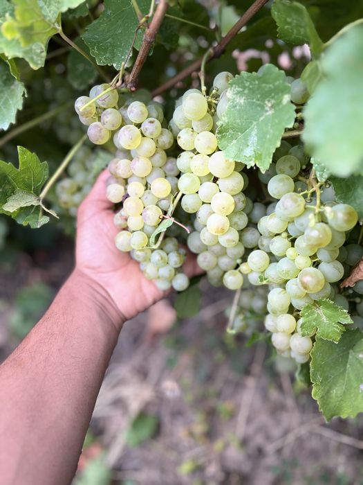 Vand struguri de vin 2026