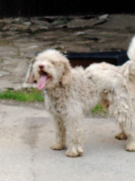 Обучено логото за трюфели