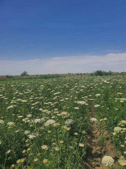 Sabzi uruģi sotiladi