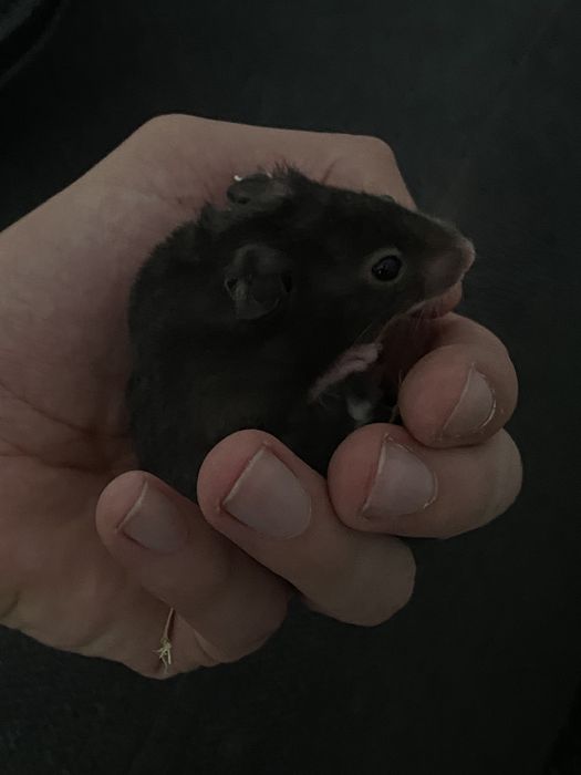 Hamster sirian
