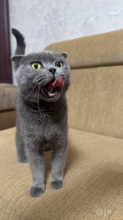 Scottish fold продаётся