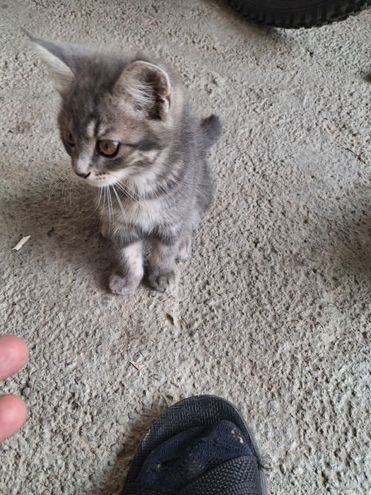 Котят отдам в добрые руки