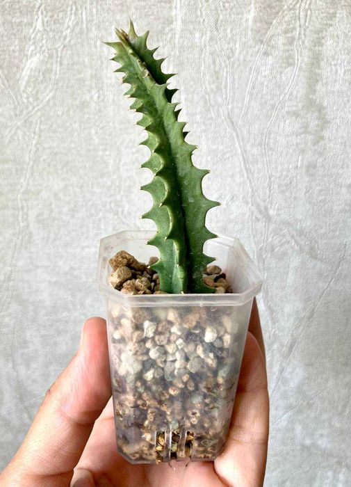 Суккулент Хуэрния Зебрина - красиво цветущий