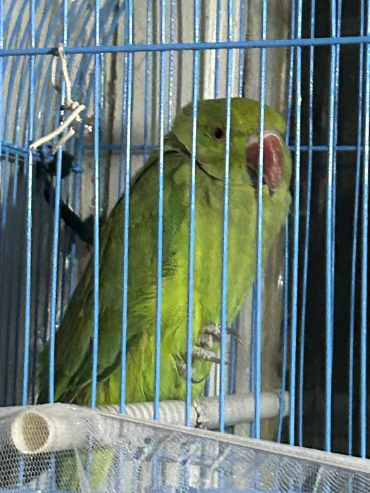 Продам ожереловый попугай 2 года