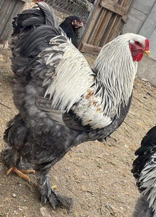 Ouă BRAHMA URIAȘ. Calitate superioară!!