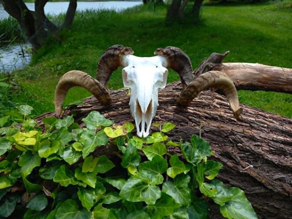 trofeu.trofee.craniu.coarne de berbec superb