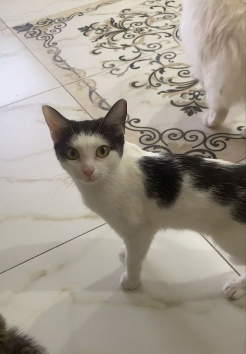Отдадим наших кошечек