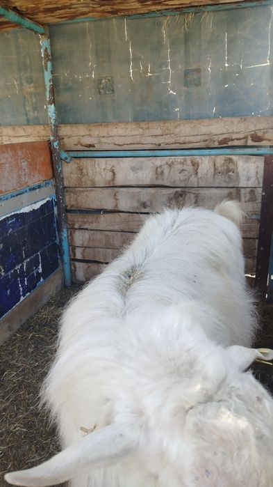 Теке,порода жақсы