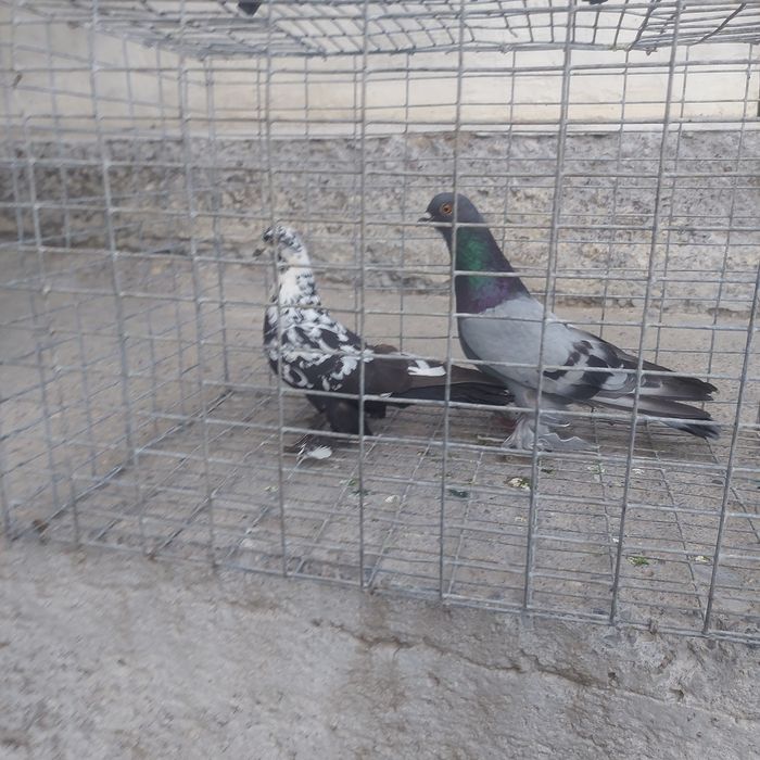 Соч сизи лет игра сталбом уходит