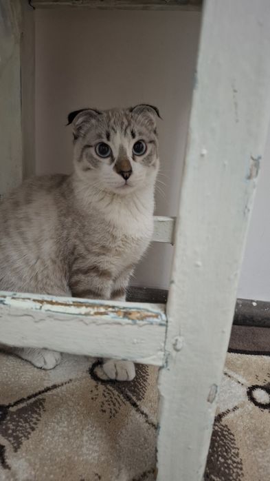 Зотли Мушук  сотилади