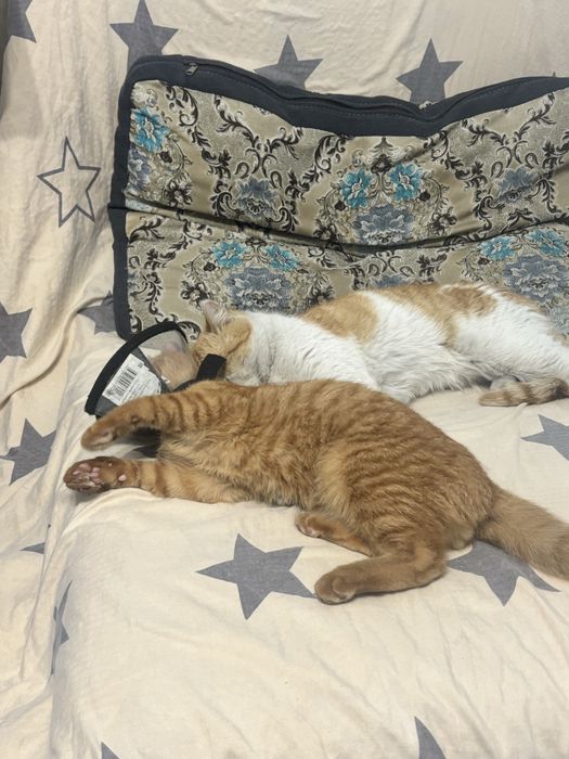 ПРОПАЛ КОТИК ИЩЕМ дата пропажи:03.01.26