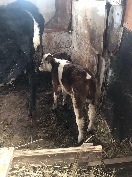 Продам 2 коров,3 тёлки, 2 бычка