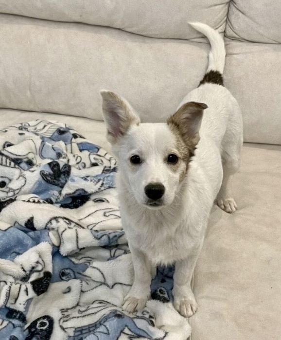 Красивый щенок ищет свою семью