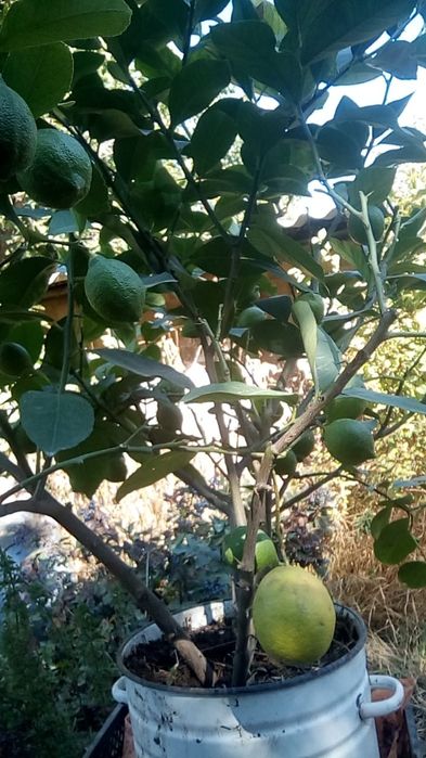 Лимон дерево 6 лет